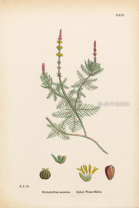 尖刺水Milfoil, Myriophyllum spicatum，维多利亚植物学插图，1863年